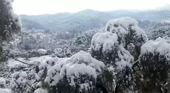 Fiyatlarla Sevinen Zeytinci, Kar ve Don ile Üzüldü