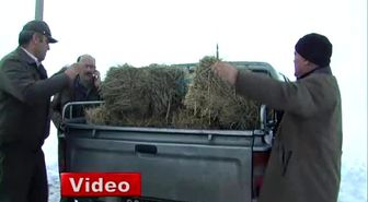 Yaban Hayvanları Kış Şartlarında Onlar Sayesinde Aç Kalmıyor