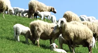 Et ve Süt Kurumundan Küçükbaş Hayvancılığa Destek