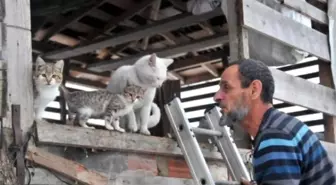 Barakada Topladığı Sokak Kedileri Süt ve Etle Besliyor