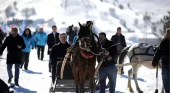 Uludağ'da Atlı Kızak Yarışmasında, Atlar Kara Saplandı