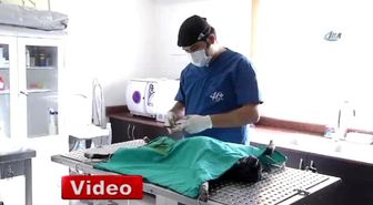 Silahla Vurulan Köpeği Kurtarmak İçin Seferber Oldular