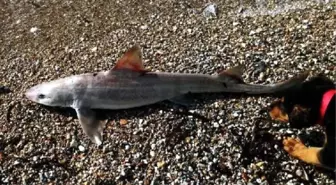 Bodrum Sahilinde Ölü Köpekbalığı