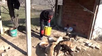 Taşova'da Köpek Yavrularını Sevgiyle Isıtıyor