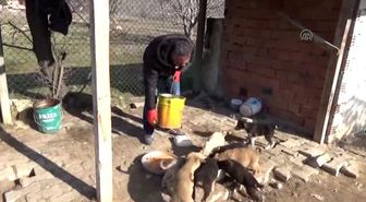 Taşova'da Köpek Yavrularını Sevgiyle Isıtıyor
