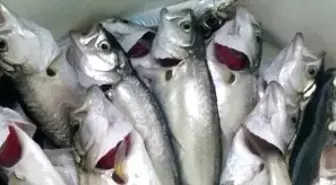 Sofralarda Çinakop Zamanı