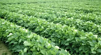 Eskişehir, Soya Üretimine Hazırlanıyor