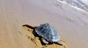 İztuzu Plajı'nda Caretta Caretta'ların Üreme Alanları Koruma Altında