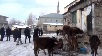 Hayvan Pazarları Soğuklardan Olumsuz Etkileniyor