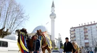 Kumluca'da Deve Güreşi Heyecanı