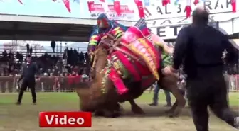 Kumluca'da Deve Güreşi Heyecanı