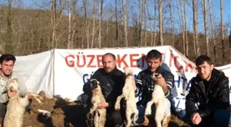 Sinop'ta Koyunları Telef Olan Üreticiler Yardım Bekliyor