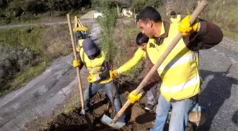 Büyükşehirden Palamutköy'e 500 Adet Fıstık Çamı