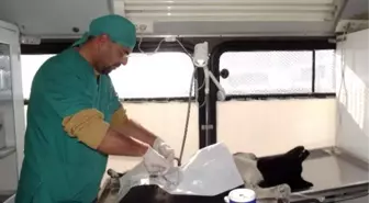 Gevaş'ta Sokak Köpekleri Rehabilite Edildi
