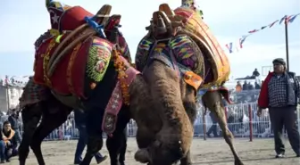 Güreş Develerinin Van Kampı