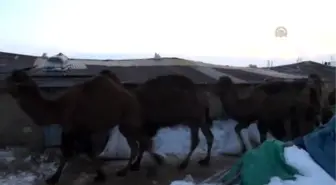 Güreş Develerinin Van Kampı