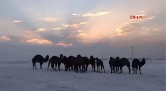 Van Develerin Van Kampı