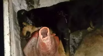 Bolu'da Kuduz Olduğu Düşünülen İki Köpek Vurularak Öldürüldü