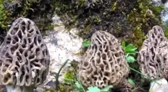 1 Kilo Kuru Kuzugöbeği Mantarı 200-300 Lira