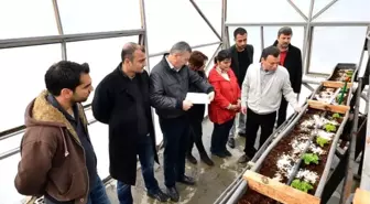 Topraksız Tarım 'Yükselen Değer' Oldu