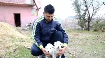 Yaban Domuzlarına Karşı Köpekli Tedbir