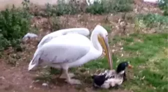 Görmeyen ve Felçli Ördeğe, Pelikandan Şefkat