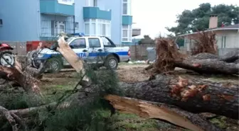 İzinsiz Ağaç Katliamı Durduruldu