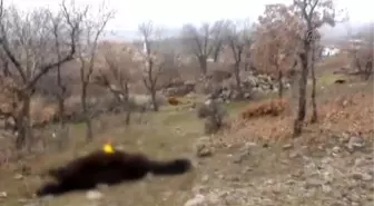 Yılkı Atları Av Tüfeğiyle Telef Edildi