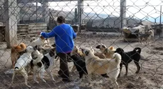 Fabrikasında 120 Köpeğe Bakıyor