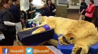 880 Pound Polar Bear Gets Tooth Surgery