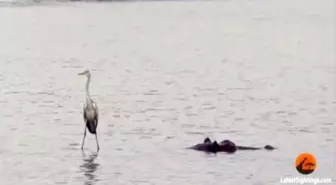 Hippo-Surfing Heron Appears To Walk On Water