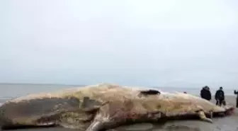 12 Metrelik İspermeçet Balinası Danimarka'da Karaya Vurdu