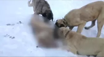 İlçeye İnen Kurdu, Kangal Köpekleri Boğdu