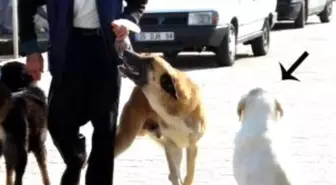 Sokak Köpeği Vahşice Öldürülüp Denize Atıldı