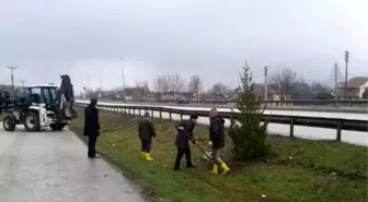 Kaynaşlı Belediyesi D-100'ü Ağaçlandırıyor