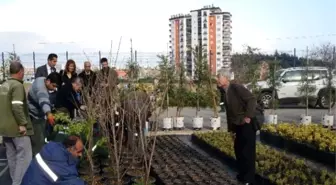 Muhteşem Sakuralar Yenişehir'i Süsleyecek