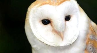 Owl Bar Coming To London For People Who Hate Cat Cafes