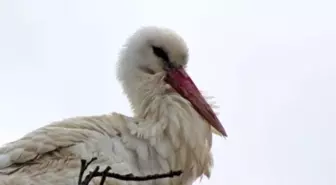 Yaz Göçmenlerinin Öncü Leylekleri Geldi