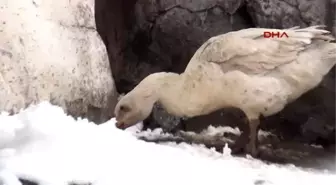 Kars Beyaz Örtü Altında Yaşam