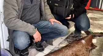 Datça'da Zehirli Okyanus Balığı Yakalandı