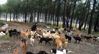 Haydos Barınağı Dalaman'a Belediyesine Devredildi