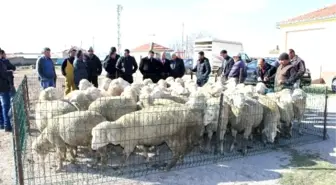 Karaman'da Damızlık Koç Dağıtımı