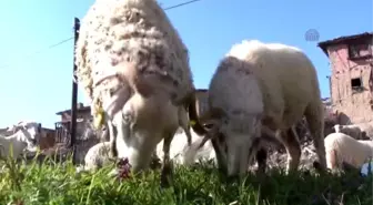 Çiftçi Kadınlar 'Günlerinden' Habersiz Çalışıyorlar