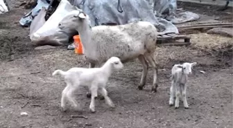 İnegöl'de Hırsızlık Zanlılarını Hoparlör Kapağı Ele Verdi