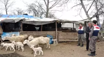 Koyun Hırsızlarını Aracın Düşen Parçası Ele Verdi