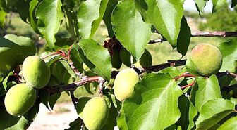 İlk Kayısı Çağlası Hasadı Silifke'de