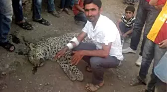 Greenpeace Member Judge Acquits Leopard Killers İn Turkey