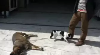 Marmaris Köpek, Kedi Yavrusunu Emziriyor