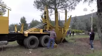 Didim'de Cemevi İnşaat Alanındaki Çam Ağaçları Nakledildi