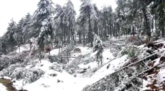 Kar Yağışı, Don ve Fırtına, Manisa'da 66 Bin Ağaca Zarar Verdi